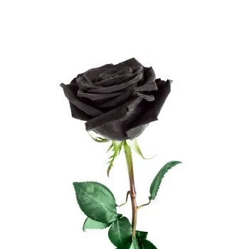 Black Rose 